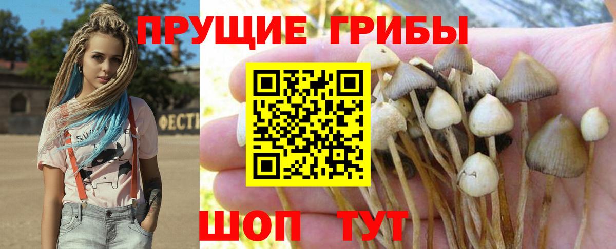 Псилоцибиновые грибы Psilocybine cubensis Рязань